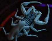 AZ Bark Scorpion Under Blacklight