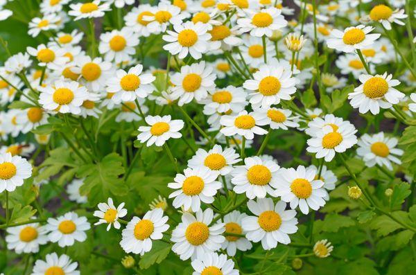 Feverfew Herb