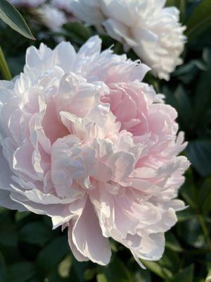 Peony garden