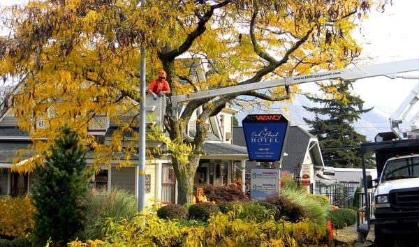 Thornless Honey Locust Pruning at the Oak St Hotel in Hood River