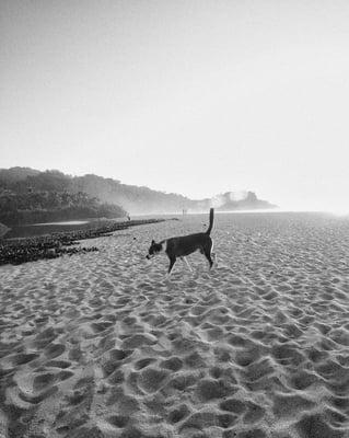 Paws on Sand