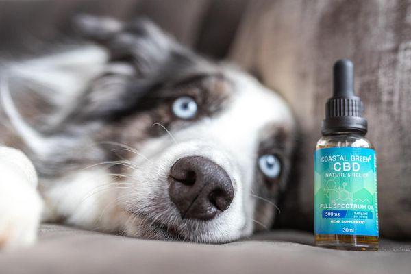 CBD is a great option for anxious pets