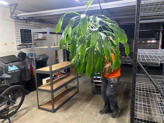 Yup, they moved heavy shelves & big plants all with ease