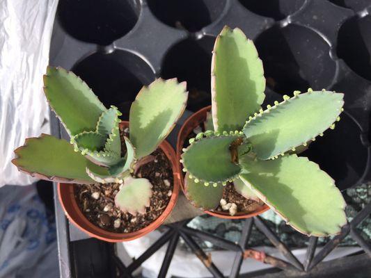 Mexican hat succulents!