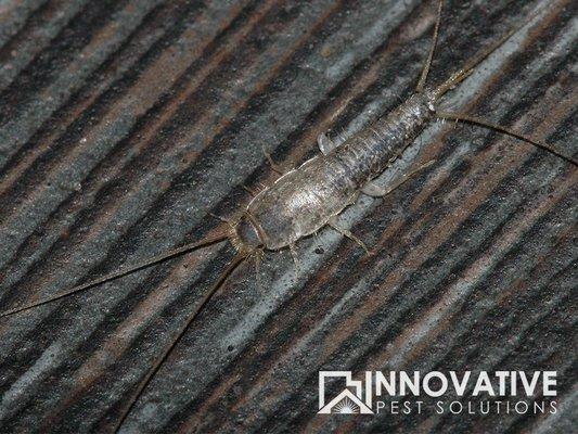 Silverfish.  These guys love to get in stored cardboard and books in attics and basements.  They eat the glue in boxes and books.