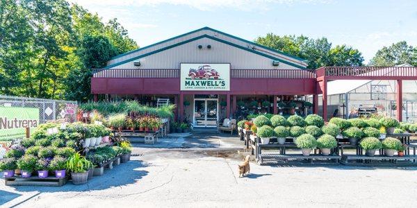 Maxwell's store front with our resident cat Fluffy!