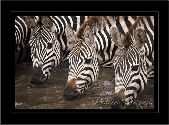 Serengeti - Africa. Visit my website to see my complete gallery