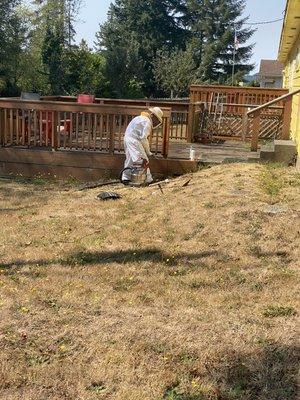 Yellowjacket hive removal