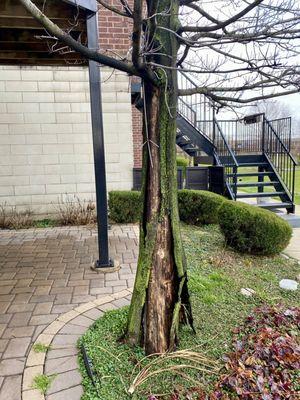 Tree looked dead to me with the bark peeling off.