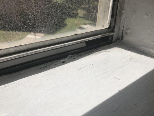 Mold and rotting window frame.