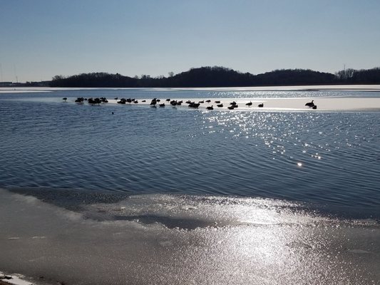 Geese relaxing