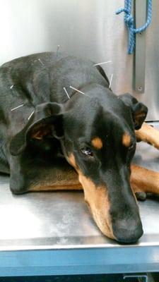 Shiva relaxing during her acupuncture .