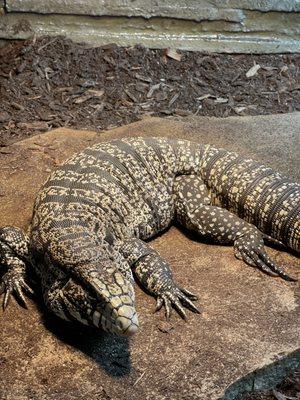 Argentine Black and White Tegu