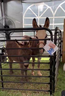 Mini donkeys at community event Mobile petting zoo