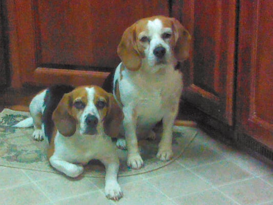 Maggie and Clipper waiting for any potential table scraps!