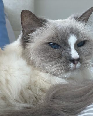 Our 18 year old Ragdoll kitty