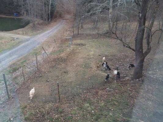 Watching the free ranging goats from the second floor of the Cottage