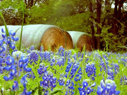 The Rising Star Ranch has fields of Texas Blue Bonnets. Perfect for wedding and engagement photos!