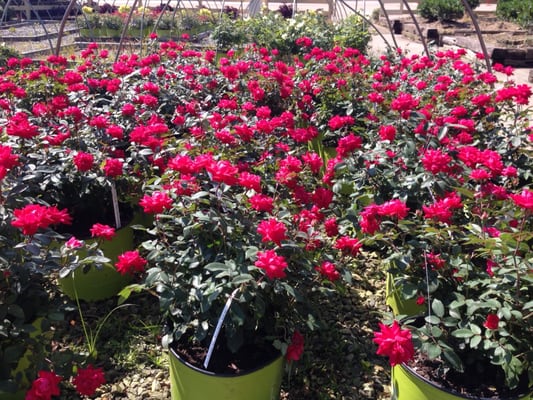 Red Double Knockout Roses