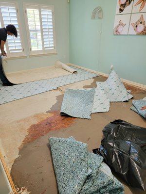 Removing the wet carpet, and padding to place dehumidifiers and air movers to start drying the affected areas. 

CAUSE: TOILET OVERFLOW