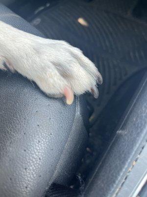 Here is one of his nails after his supposed nail trim and Dremel