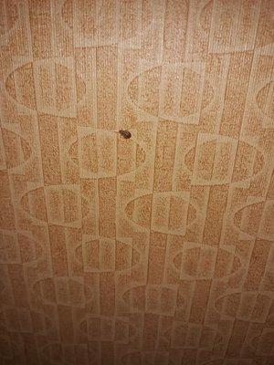 Bed bug on the wall