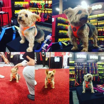 My baby boy(Zimo) displaying his favorite line DOCO line in Mandalay Bay Casino! Sold exclusively at Paw Pals Pet in Las Vegas, Nv