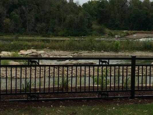 Foxes in the fence by the canoe chute