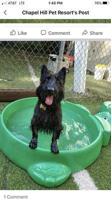 Sophie enjoying the pool.