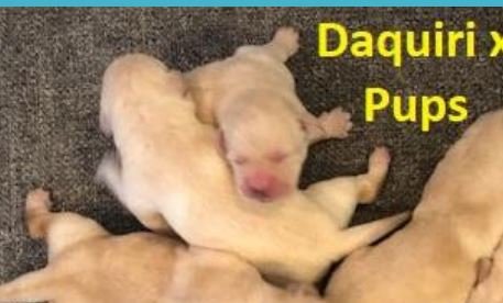 Pink collar pup right leg splayed hip dysplasia Belquest Conclusion Labradors