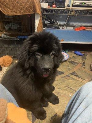 Miss Grace the Newfoundland puppy.