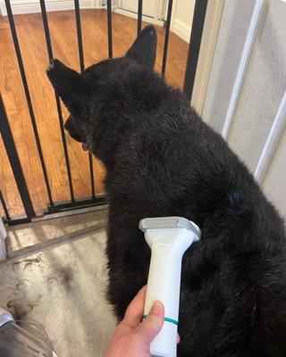 Deshedding Treatment