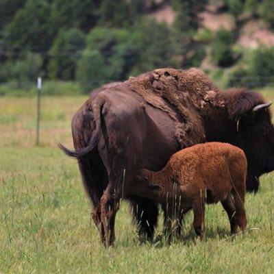 A bison and her baby. We have many cow/calf pairs in our beef and bison herds.