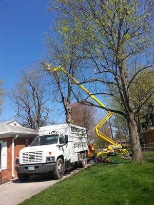 Tree trimming in west Indianapolis