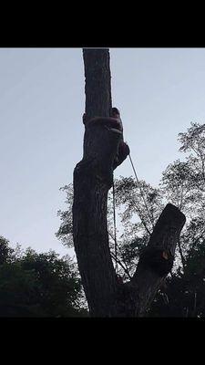 Climbing to cut down parts of the tree for the final removal 2021