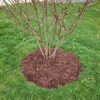 This is a job we've done spreading mulch around a tree!!!