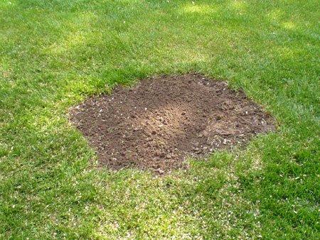 After a stump and all grindings are removed, we can install topsoil and grass seed; you'll never know a stump was there!