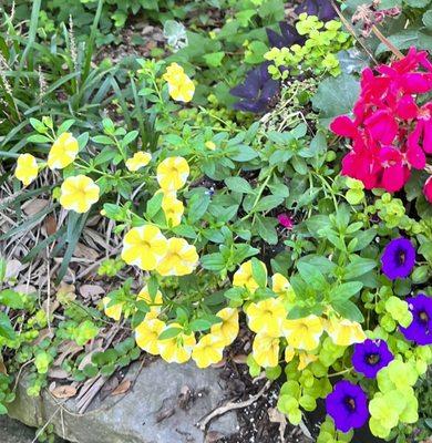 Filler--geraniums, thriller--salvia and spiller--creeping Jenny and lime green sedum.