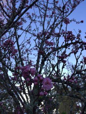 Wow, our cherry blossom tree was blooming early!