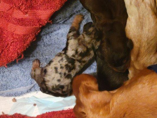 Five puppies born today  Dachshunds Minature pups  Dr Simon had shepherded 4 litters for me.  Excellent service