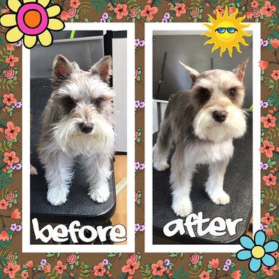 Before and After by The Doggy Groomer Mobile Groomer