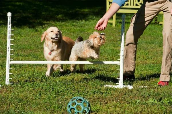 Agility training on Thursday mornings