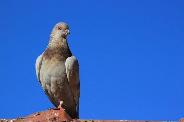 Pigeon Control and Removal Services in Arizona