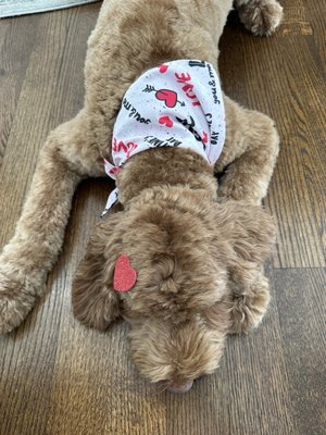 Cute Bandana and Heart