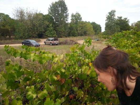 The vineyard and parking lot - small, but it's beautiful out there!