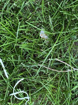 Caulking and razor left in the grass in my front yard