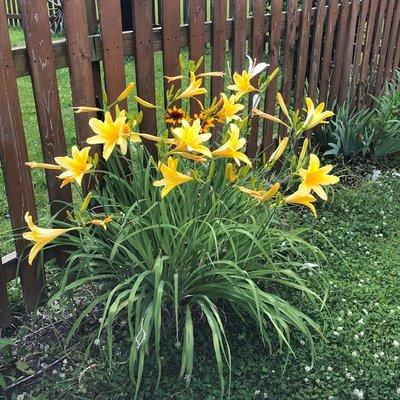 daylilies