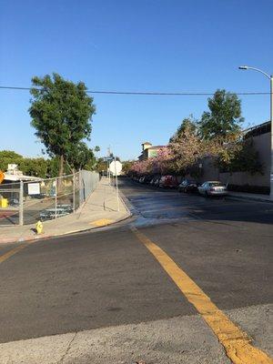 Trees in full bloom!