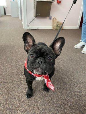 Liberty Auto Glass has a mascot named Libby