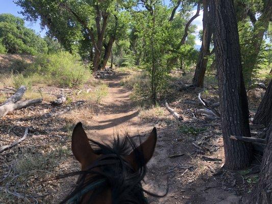 Between the ears in the Bosque, Albuquerque New Mexico.